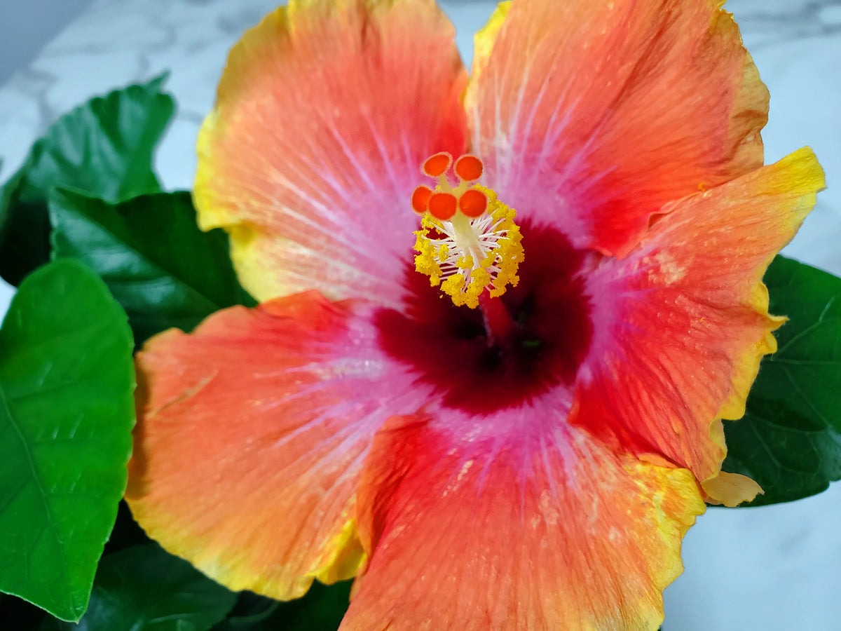 10" to 14" Fiesta Hibiscus Bush W31667