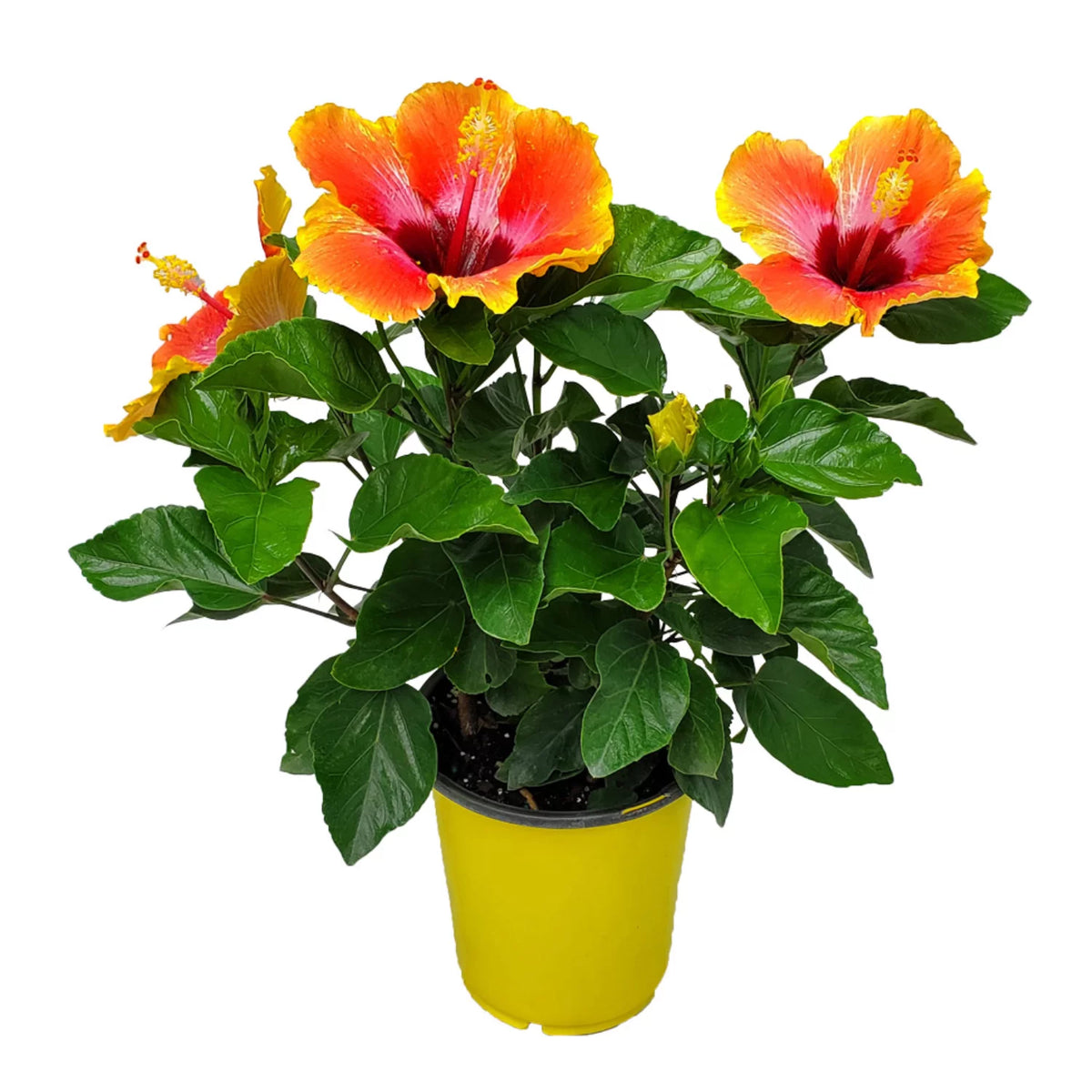 10" to 14" Fiesta Hibiscus Bush W31667