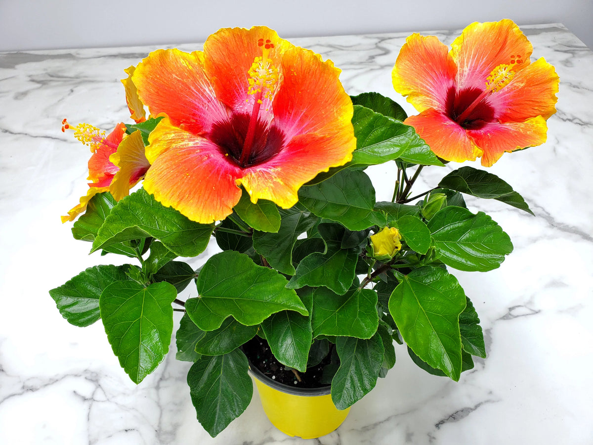 10" to 14" Fiesta Hibiscus Bush W31667