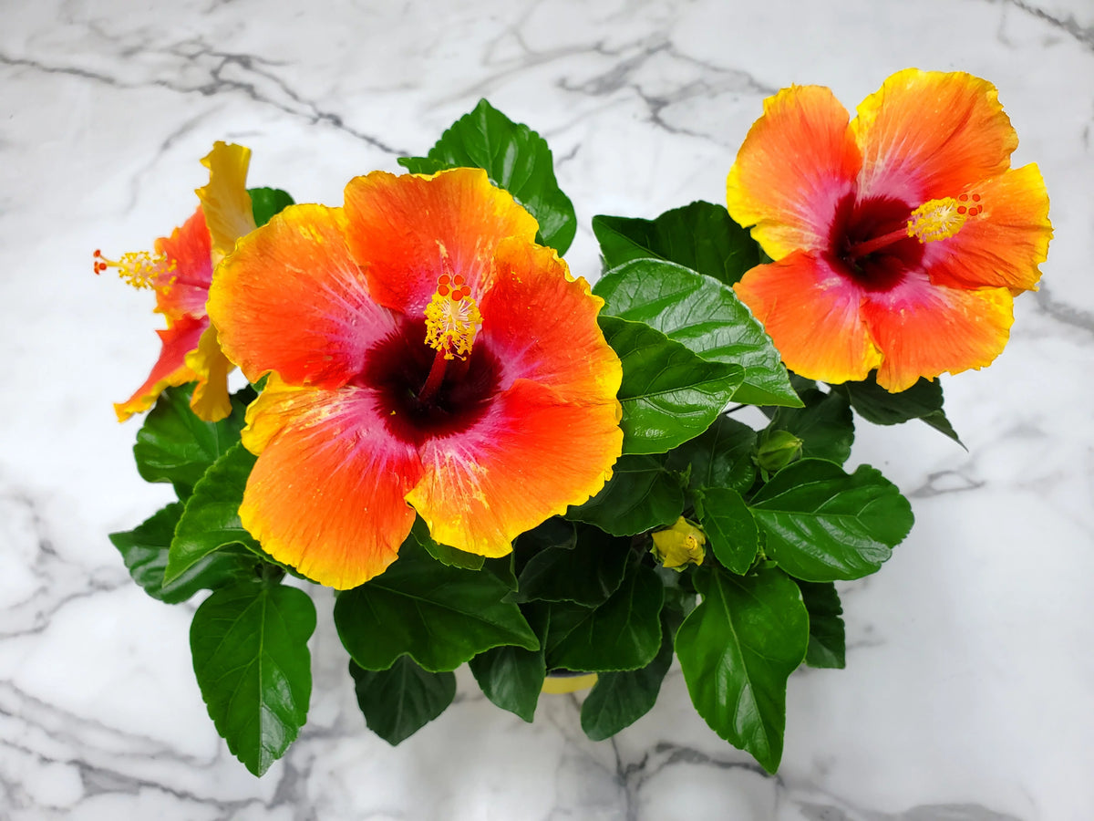 10" to 14" Fiesta Hibiscus Bush W31667